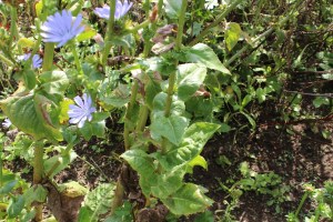 cichorium endivia (1) (1200 x 800).jpg